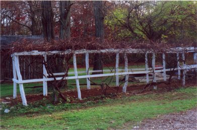 newly restored grape arbor