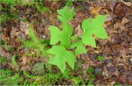 new leaves Berkeley Jackson County Park