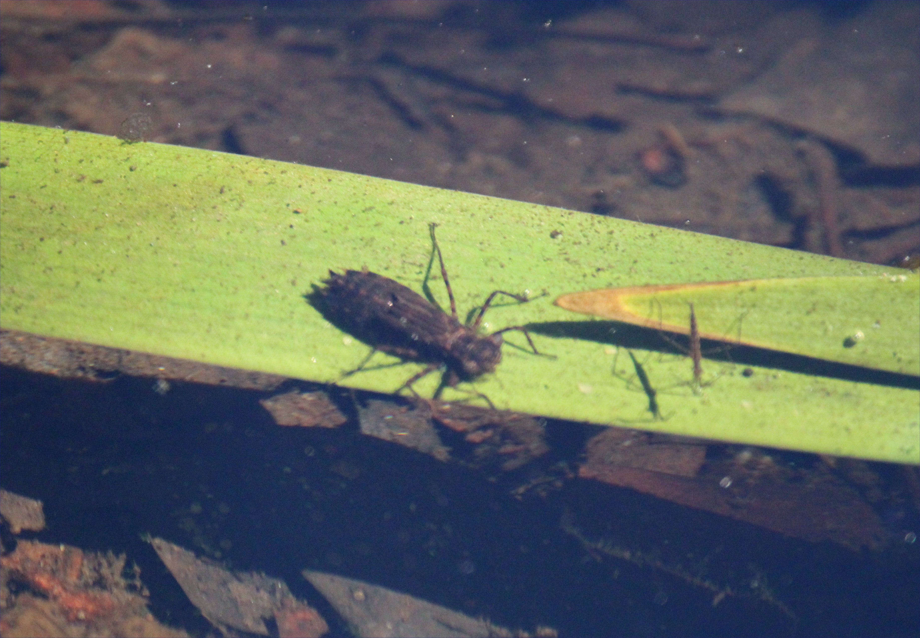 dragonfly nymph